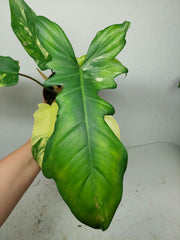 Philodendron Florida Beauty x Bipennifolium Variegata