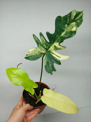 Philodendron Florida Beauty x Bipennifolium Variegata