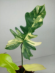 Philodendron Florida Beauty x Bipennifolium Variegata