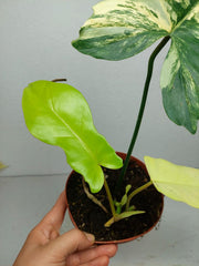 Philodendron Florida Beauty x Bipennifolium Variegata