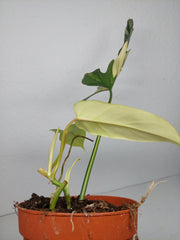 Philodendron Florida Beauty x Bipennifolium Variegata