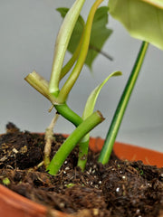 Philodendron Florida Beauty x Bipennifolium Variegata