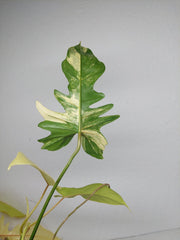 Philodendron Florida Beauty x Bipennifolium Variegata