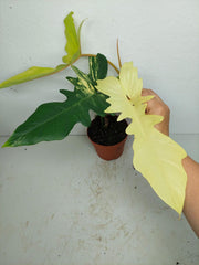 Philodendron Florida Beauty x Bipennifolium Variegata