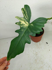 Philodendron Florida Beauty x Bipennifolium Variegata