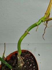 Philodendron Florida Beauty x Bipennifolium Variegata