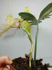 Philodendron Florida Beauty x Bipennifolium Variegata