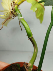 Philodendron Florida Beauty x Bipennifolium Variegata