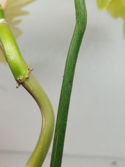 Philodendron Florida Beauty x Bipennifolium Variegata