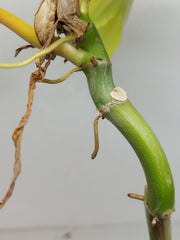 Philodendron Florida Beauty x Bipennifolium Variegata