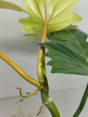 Philodendron Florida Beauty x Bipennifolium Variegata