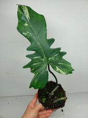 Philodendron Florida Beauty x Bipennifolium Variegata