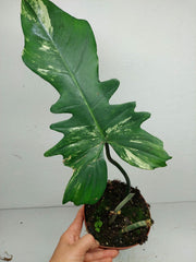 Philodendron Florida Beauty x Bipennifolium Variegata