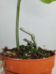 Philodendron Florida Beauty x Bipennifolium Variegata