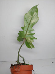 Philodendron Florida Beauty x Bipennifolium Variegata