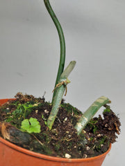 Philodendron Florida Beauty x Bipennifolium Variegata