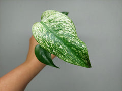 Monstera Devil Monster