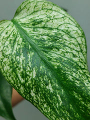 Monstera Devil Monster