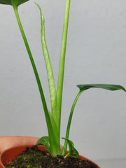 Monstera Devil Monster