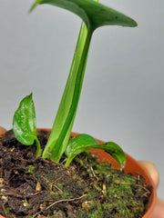 Monstera Devil Monster