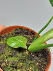 Monstera Devil Monster
