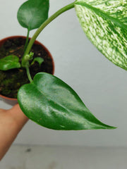 Monstera Devil Monster