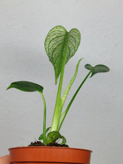Monstera Devil Monster