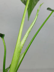 Monstera Devil Monster