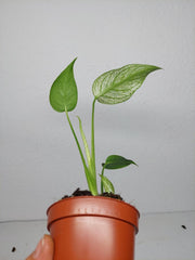 Monstera Devil Monster