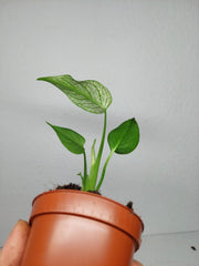 Monstera Devil Monster
