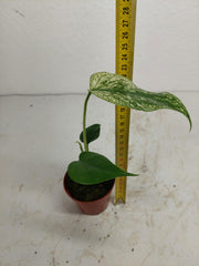 Monstera Devil Monster
