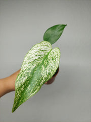 Monstera Devil Monster