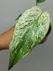 Monstera Devil Monster