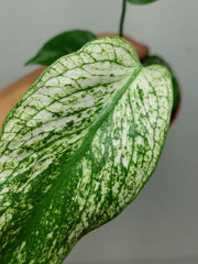 Monstera Devil Monster