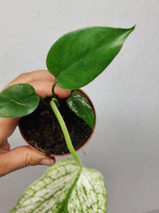 Monstera Devil Monster