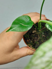 Monstera Devil Monster
