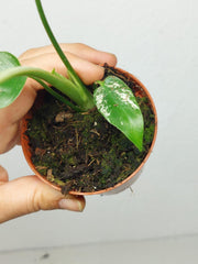 Monstera Devil Monster