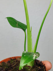 Monstera Devil Monster