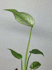 Monstera Devil Monster