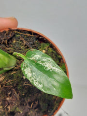 Monstera Devil Monster