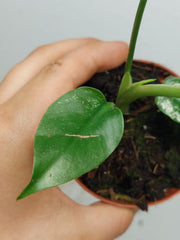 Monstera Devil Monster