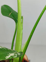 Monstera Devil Monster