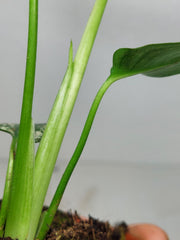 Monstera Devil Monster
