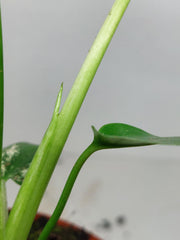 Monstera Devil Monster