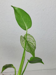 Monstera Devil Monster