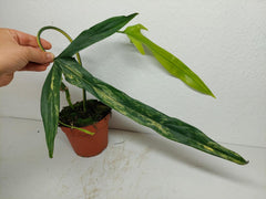 Philodendron Holtonianum Variegata