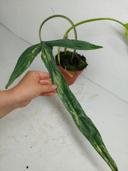 Philodendron Holtonianum Variegata