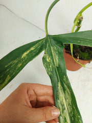 Philodendron Holtonianum Variegata