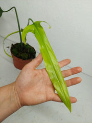 Philodendron Holtonianum Variegata