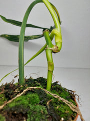 Philodendron Holtonianum Variegata